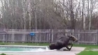 Moose stuck in swimming pool and trying to escape