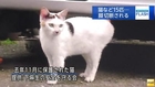 足を切断された猫が多数目撃される　川崎市麻生区