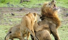 Lions DEADLY BATTLE FOR FOOD - Lions fighting to death