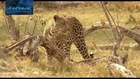 LEOPARD DEADLY BATTLE FOR SURVIVE - Lions fighting to death