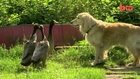 Puppy Love: Amorous Ducks Attracted To Dog