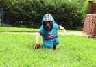 Impressive American Football Defense - From a Dog