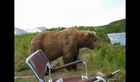 Alaskan Bear Dangerous Surprise Encounter