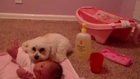 Dog Protects Baby From Blow Dryer