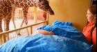 Giraffe Kisses Sick Zoo Employee Goodbye