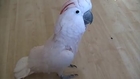 This Cockatoo Parrot REALLY Loves Funk
