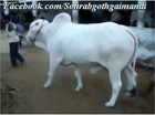 Jamal Cattle Farm Bull King of Sibbi