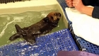 Raw: Baby Otter Takes Dip at Chicago Aquarium