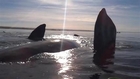 Viral Video: Whale Lifts Kayakers Onto Its Back