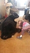 Little Girl Lets Her Pet Baby Cow In The House
