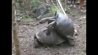 Animals mate Big Turtle reproduction Hard Animal funny