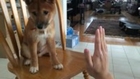 Three month old Shiba Inu Kibo giving high fives