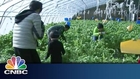 China's Growth in Organic Farms | Inside China | CNBC International