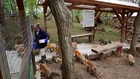 Ce village de renards est possiblement l’endroit le plus adorable sur Terre