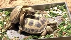 Turtle Reproduction and animal funny