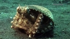 Introducing 'Kleptopus', The Shell-Stealing Veined Octopus