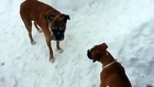 Dog Gets Really Confused Playing In The Snow