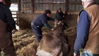 The Incredible Dr. Pol - Cow Gas