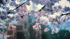 UW Quad Cherry Blossoms X 櫻花樹下