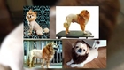 Cute Dog Gets UGLY Lion Haircut | What's Trending Now