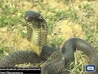 ▶ Narowal- 8 ft long snake found in Session Judge