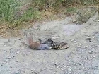 Cobra vs Killer Squirrel - Animal Fight