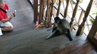 Playful Orange Baby Monkey On The Stairs (Silver Leaf Monkey) - National Park in Borneo. 1080p HD