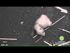 Aug. 31, 2015 - Panda Cam Footage of Mei Xiang and Cub