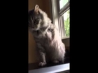 Cat tries to use missing leg while playing