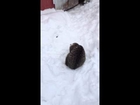 Coyote the kitten playing in the snow and chasing his tail #2