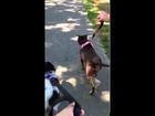 Video of adoptable pet named Hershey (Kisses)